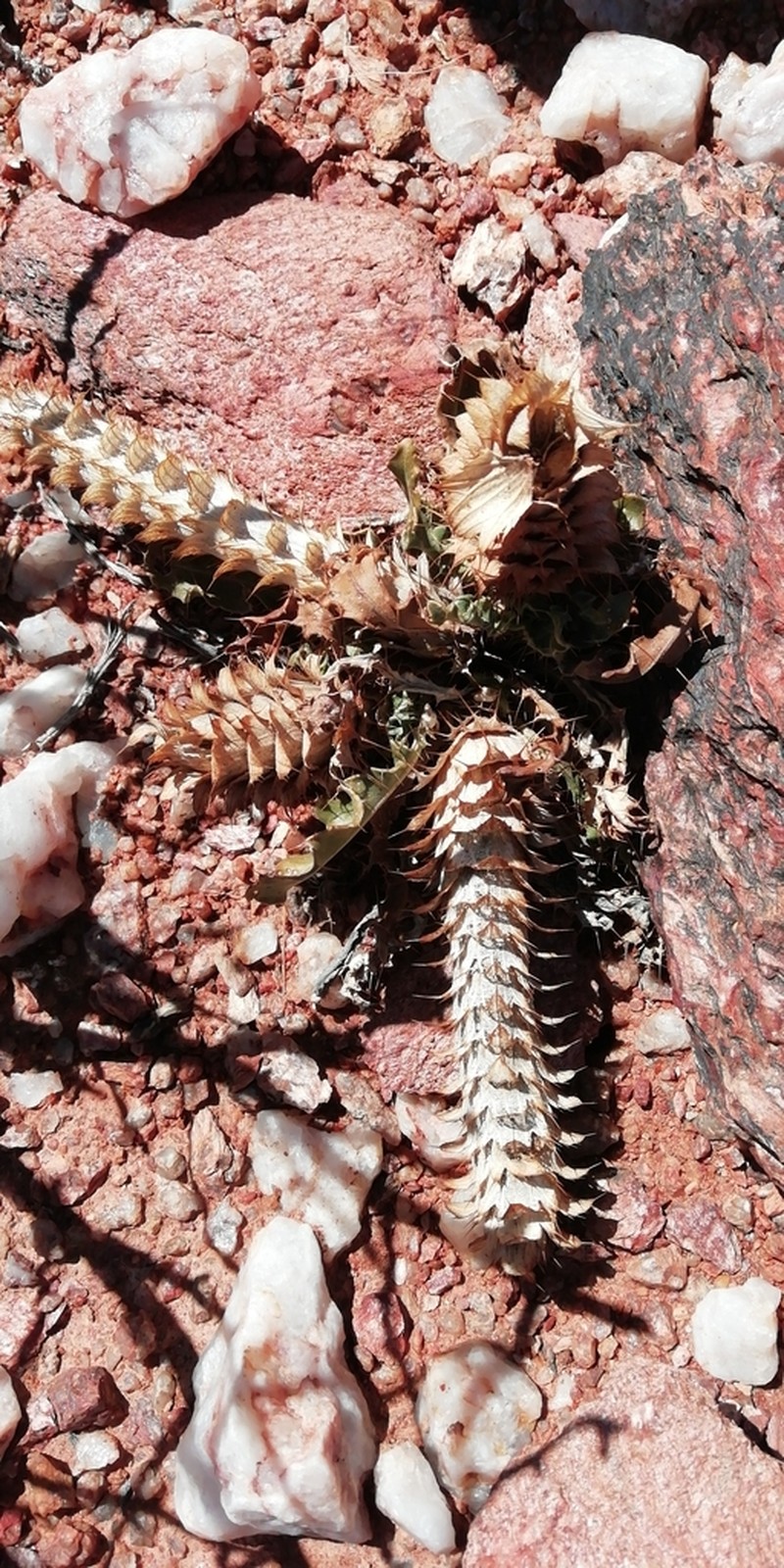 Acanthopsis tetragona photo 3
