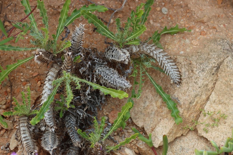 Acanthopsis tetragona photo 4