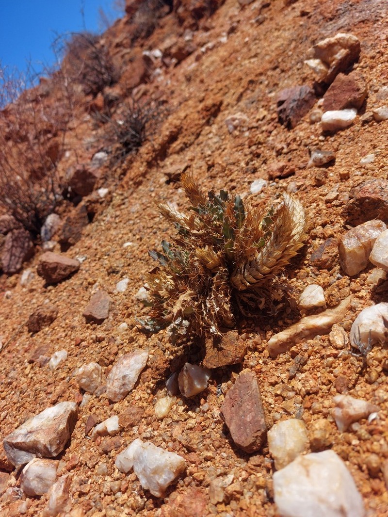 Acanthopsis tetragona photo 5
