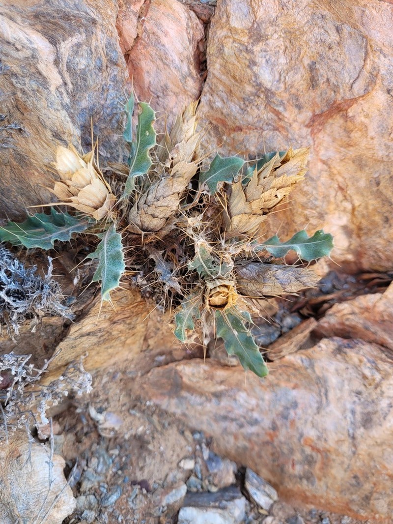 Acanthopsis tetragona photo 6