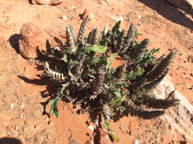 Acanthopsis tetragona photo 8
