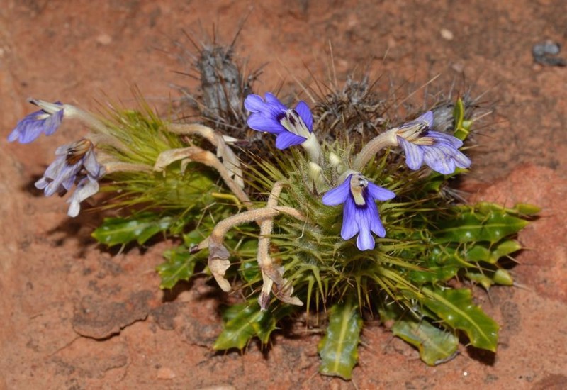 Acanthopsis tuba