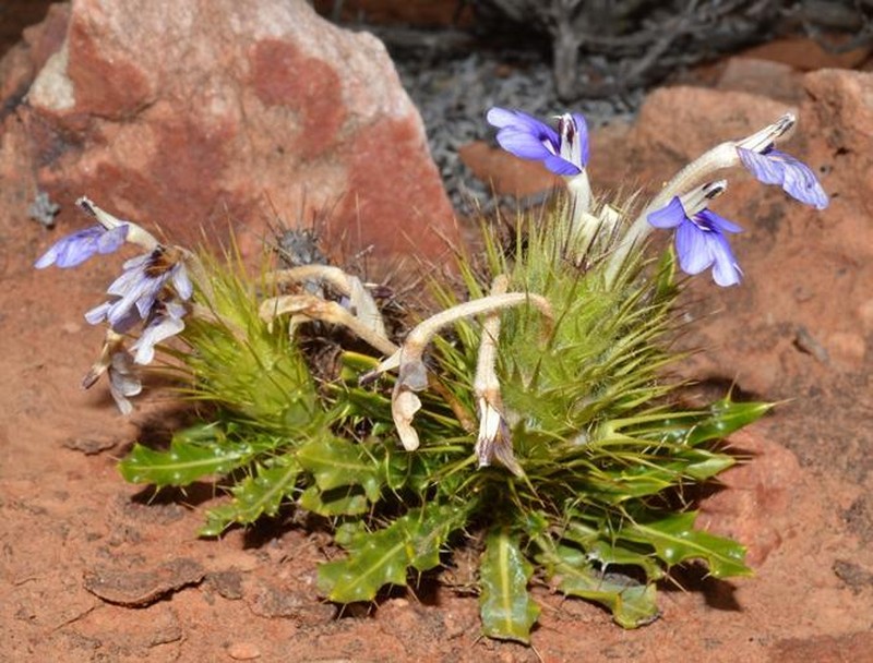 Acanthopsis tuba photo 4