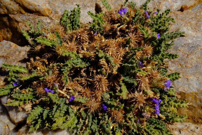 Acanthopsis villosa