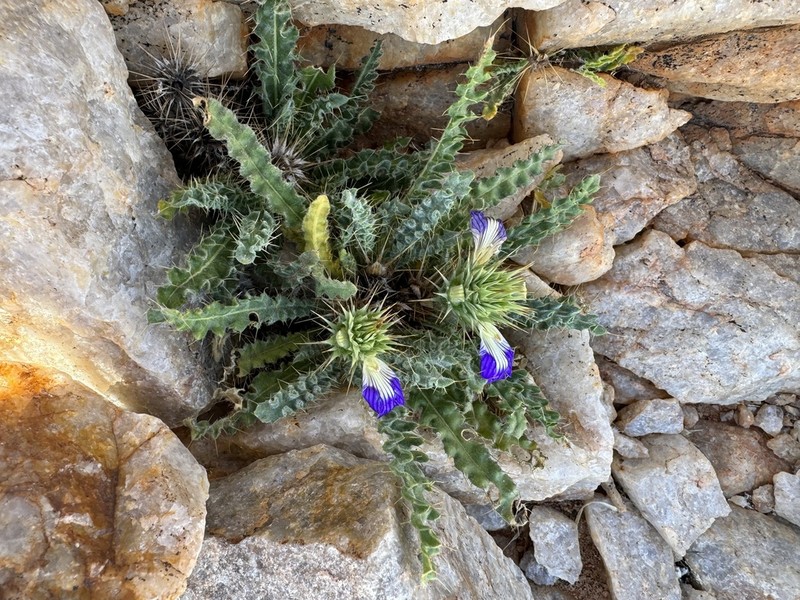 Acanthopsis villosa photo 2