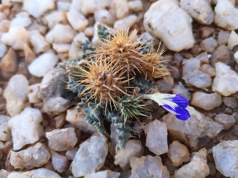 Acanthopsis villosa photo 3