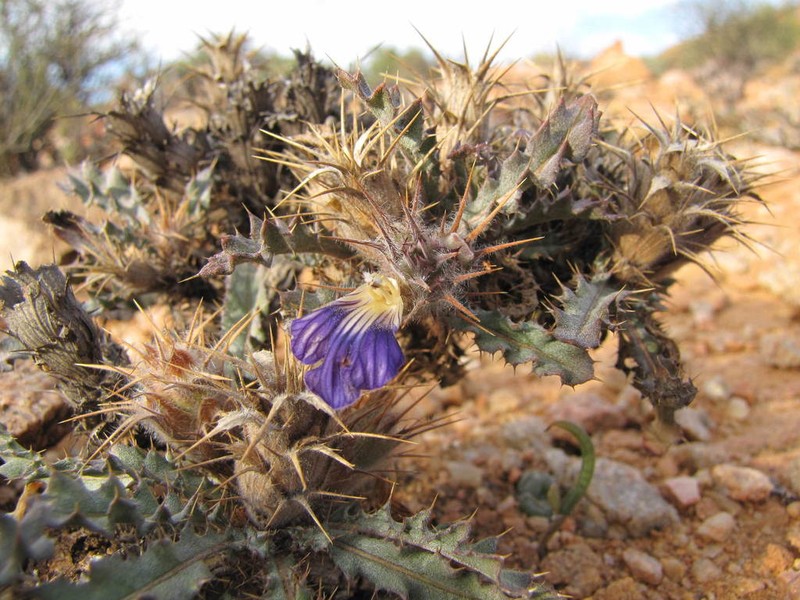 Acanthopsis villosa photo 4
