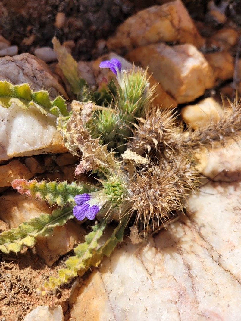 Acanthopsis villosa photo 5