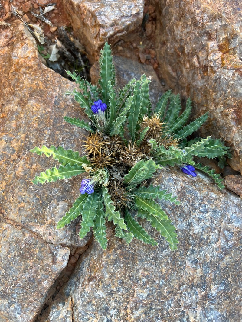 Acanthopsis villosa photo 6