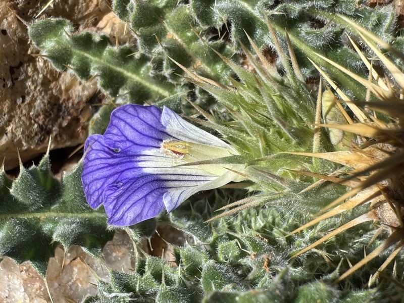 Acanthopsis villosa photo 7