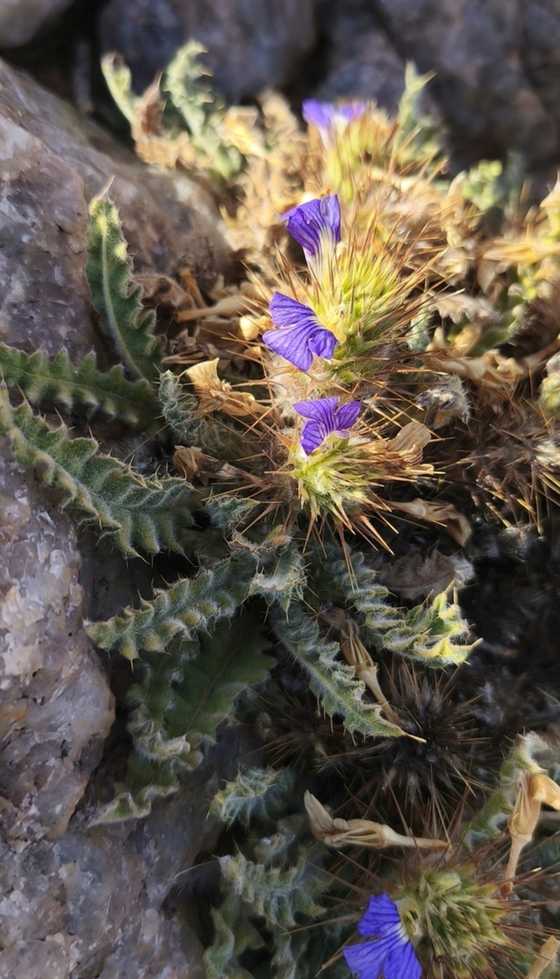 Acanthopsis villosa photo 8