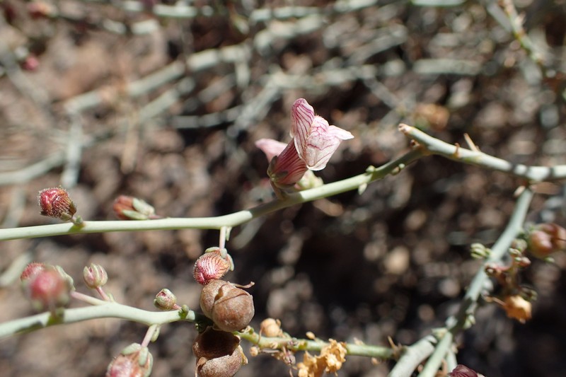 Acanthorrhinum ramosissimum