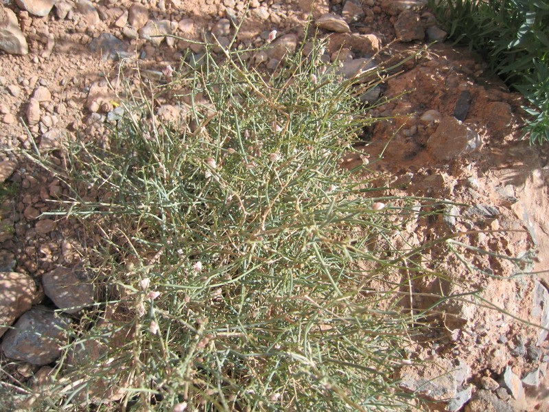 Acanthorrhinum ramosissimum photo 2