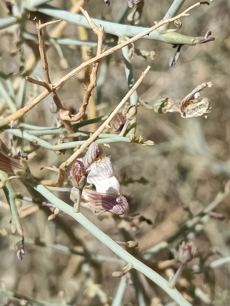 Acanthorrhinum ramosissimum photo 3
