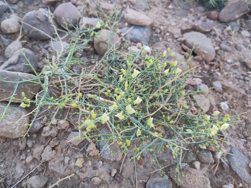 Acanthorrhinum ramosissimum photo 4