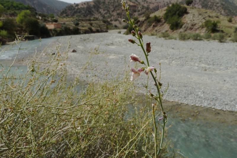 Acanthorrhinum ramosissimum photo 5