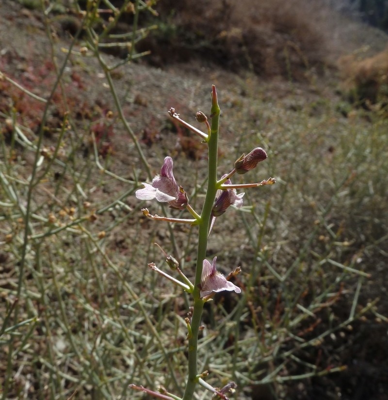 Acanthorrhinum ramosissimum photo 6