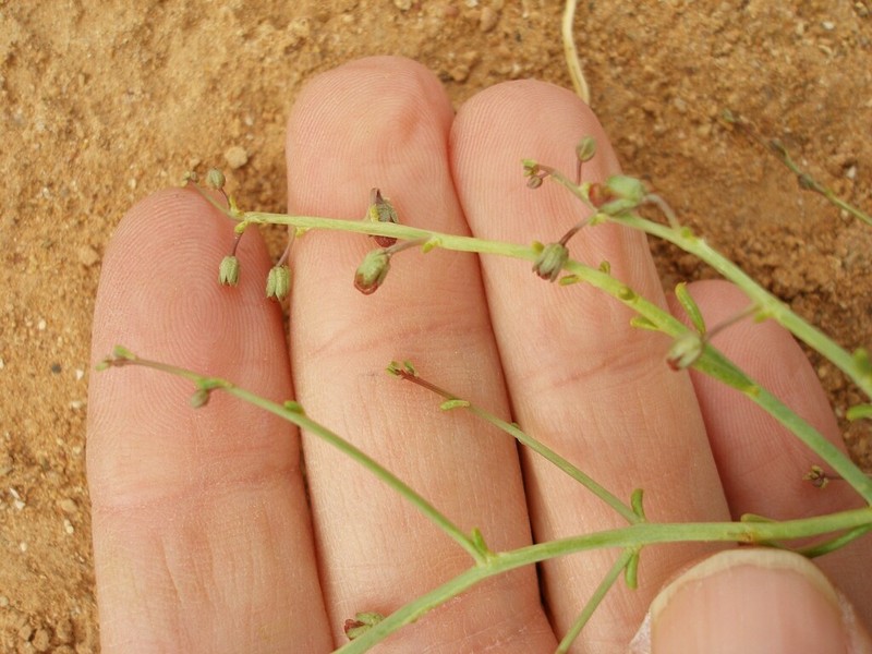 Acanthorrhinum ramosissimum photo 7