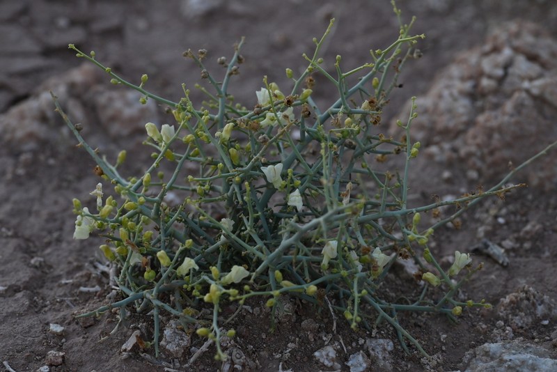 Acanthorrhinum ramosissimum photo 8