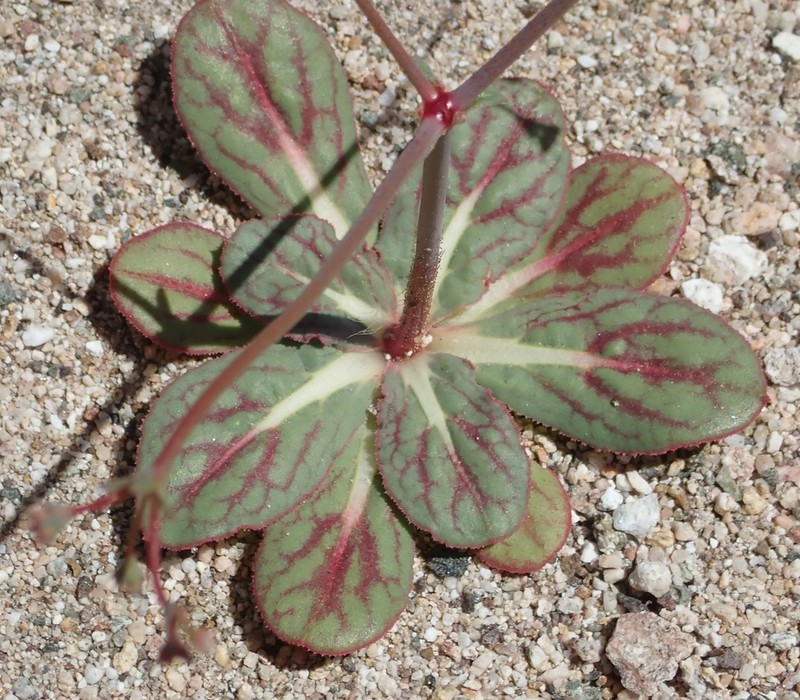 Parish's Oxytheca photo 3