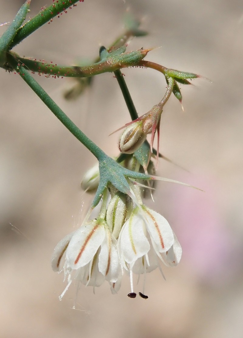 Parish's Oxytheca photo 4
