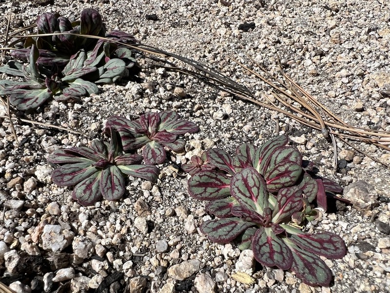 Parish's Oxytheca photo 7