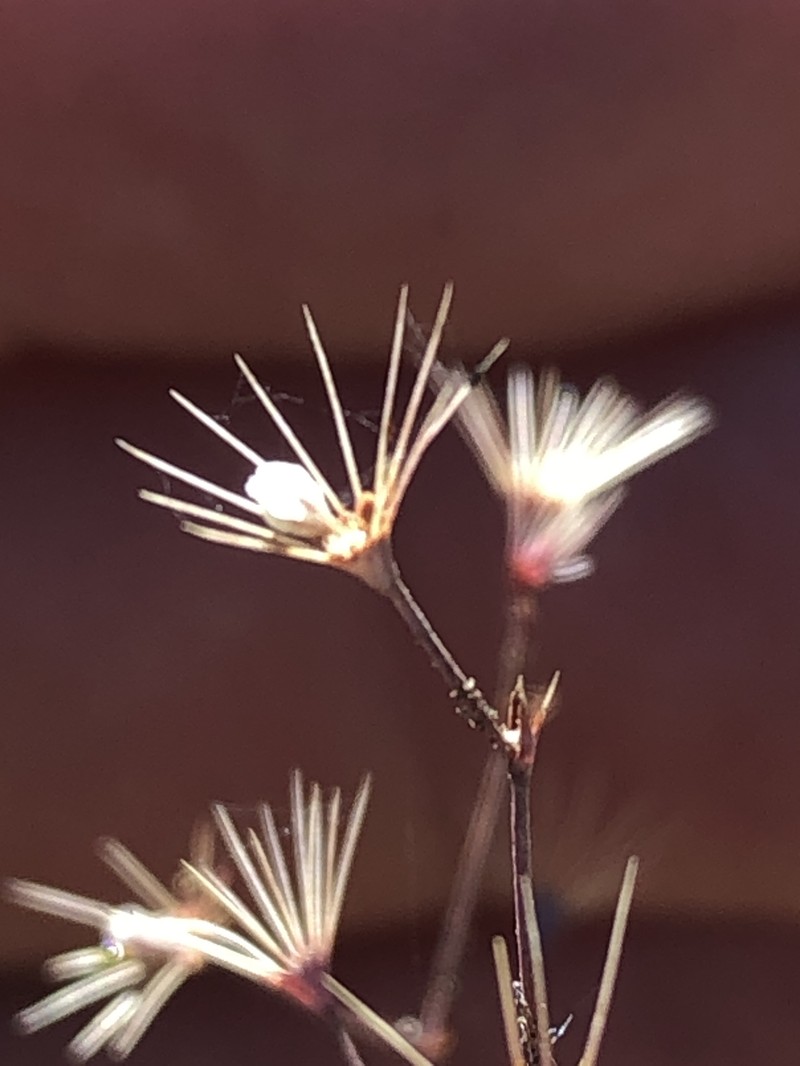 Acanthoscyphus parishii var. abramsii