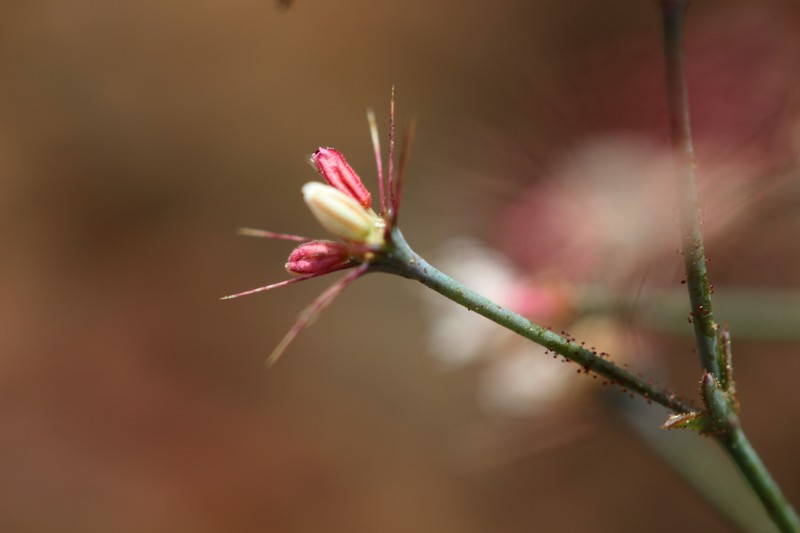 Acanthoscyphus parishii var. abramsii photo 2