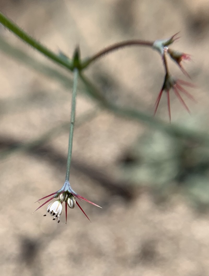 Acanthoscyphus parishii var. cienegensis