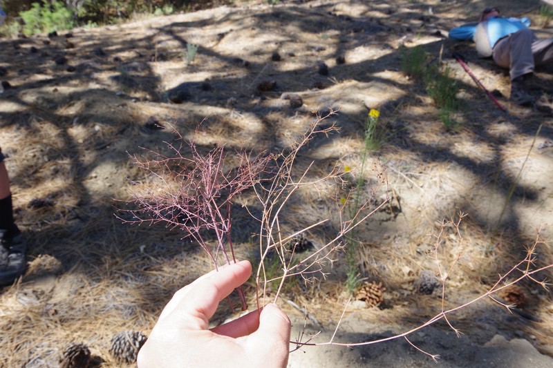 Acanthoscyphus parishii var. cienegensis photo 2
