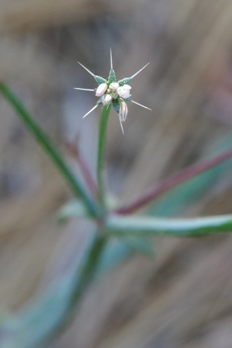 Acanthoscyphus parishii var. cienegensis photo 3