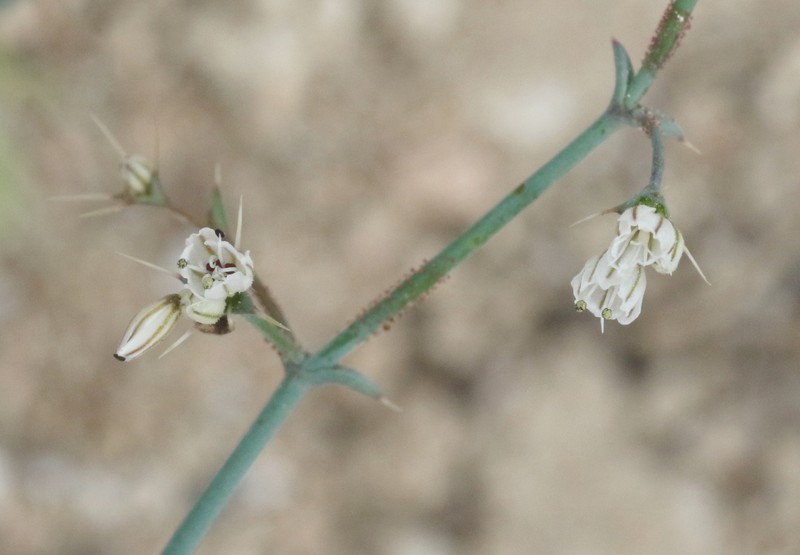 Acanthoscyphus parishii var. goodmaniana photo 2