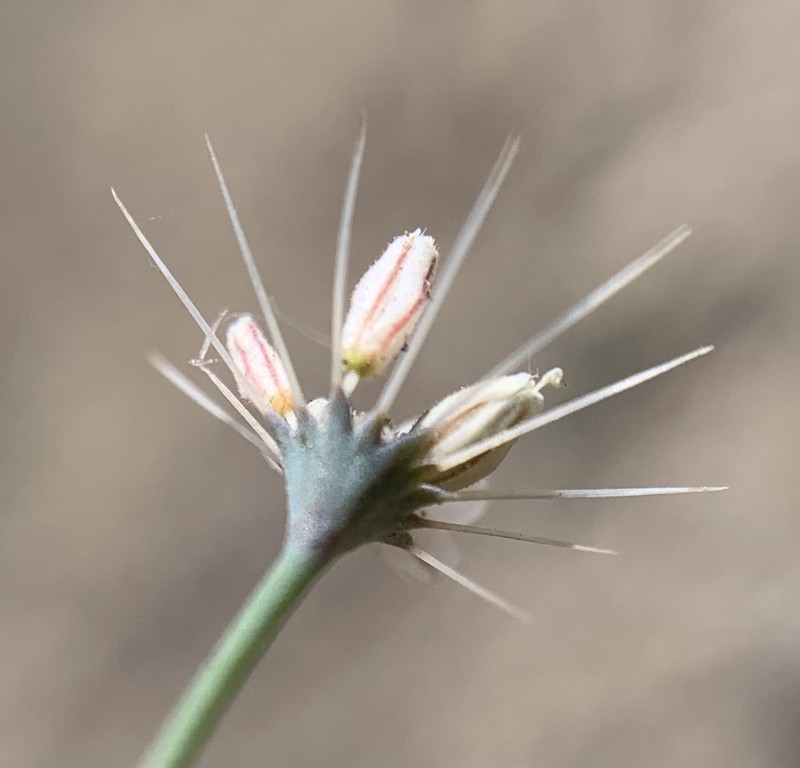 Acanthoscyphus parishii var. parishii
