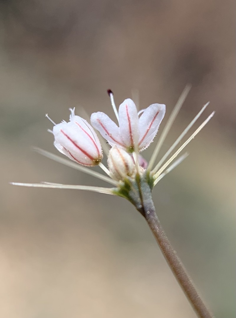 Acanthoscyphus parishii var. parishii photo 2