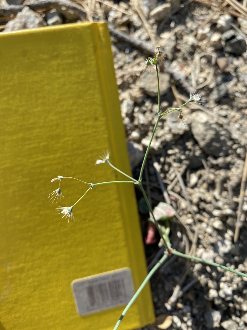 Acanthoscyphus parishii var. parishii photo 3