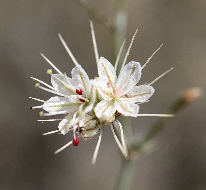 Acanthoscyphus parishii var. parishii photo 4