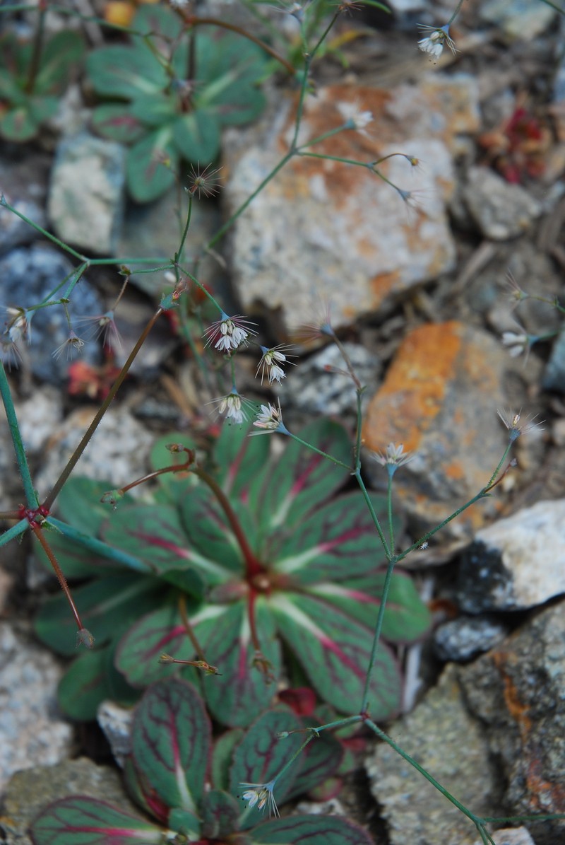 Acanthoscyphus parishii var. parishii photo 5