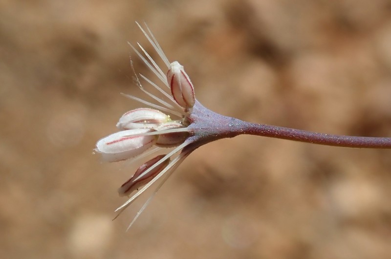 Acanthoscyphus parishii var. parishii photo 6