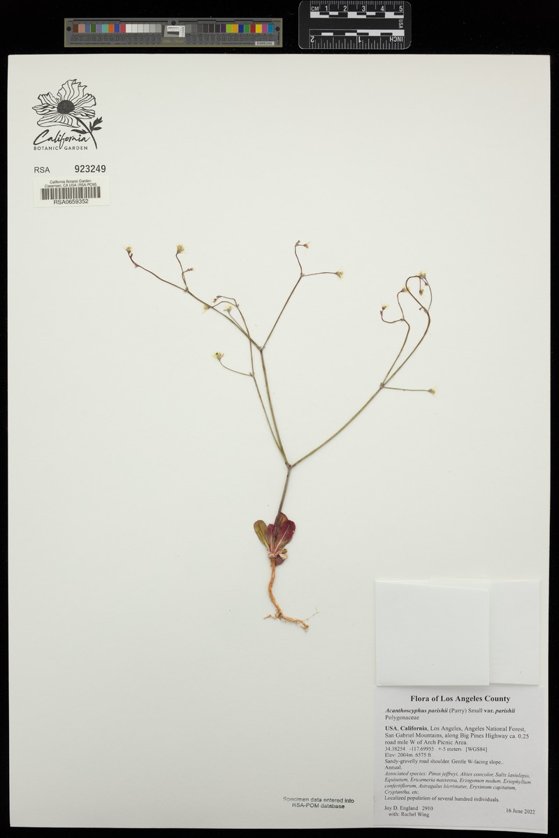 Acanthoscyphus parishii var. parishii photo 7