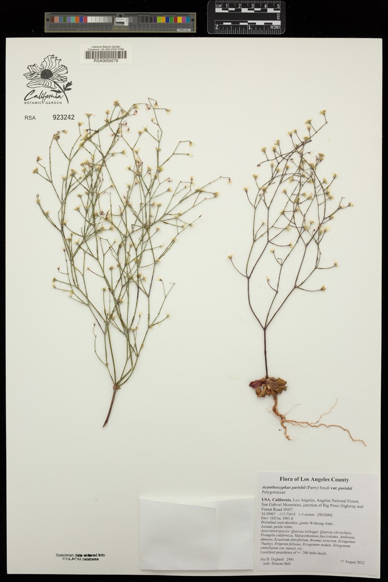 Acanthoscyphus parishii var. parishii photo 8