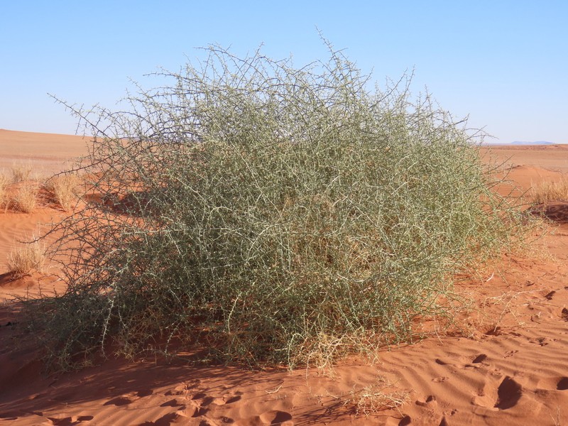 Acanthosicyos horridus photo 2