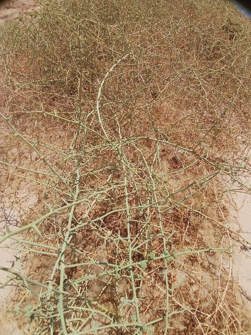 Acanthosicyos horridus photo 4