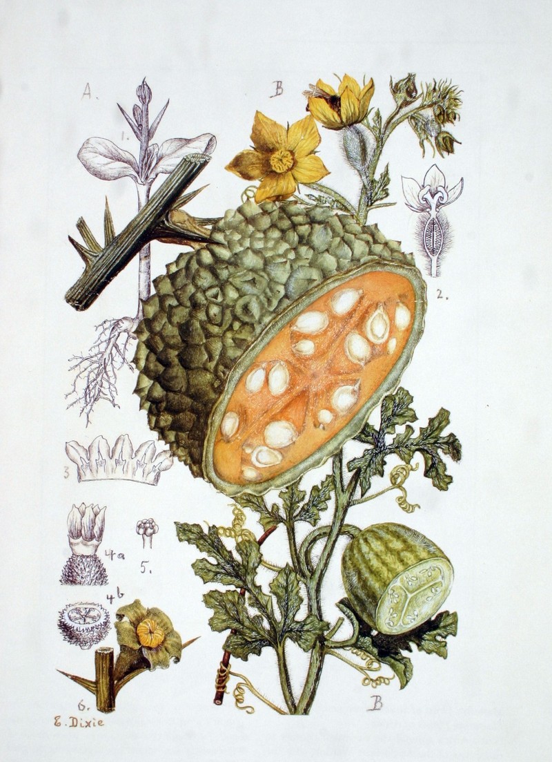 Acanthosicyos horridus photo 6