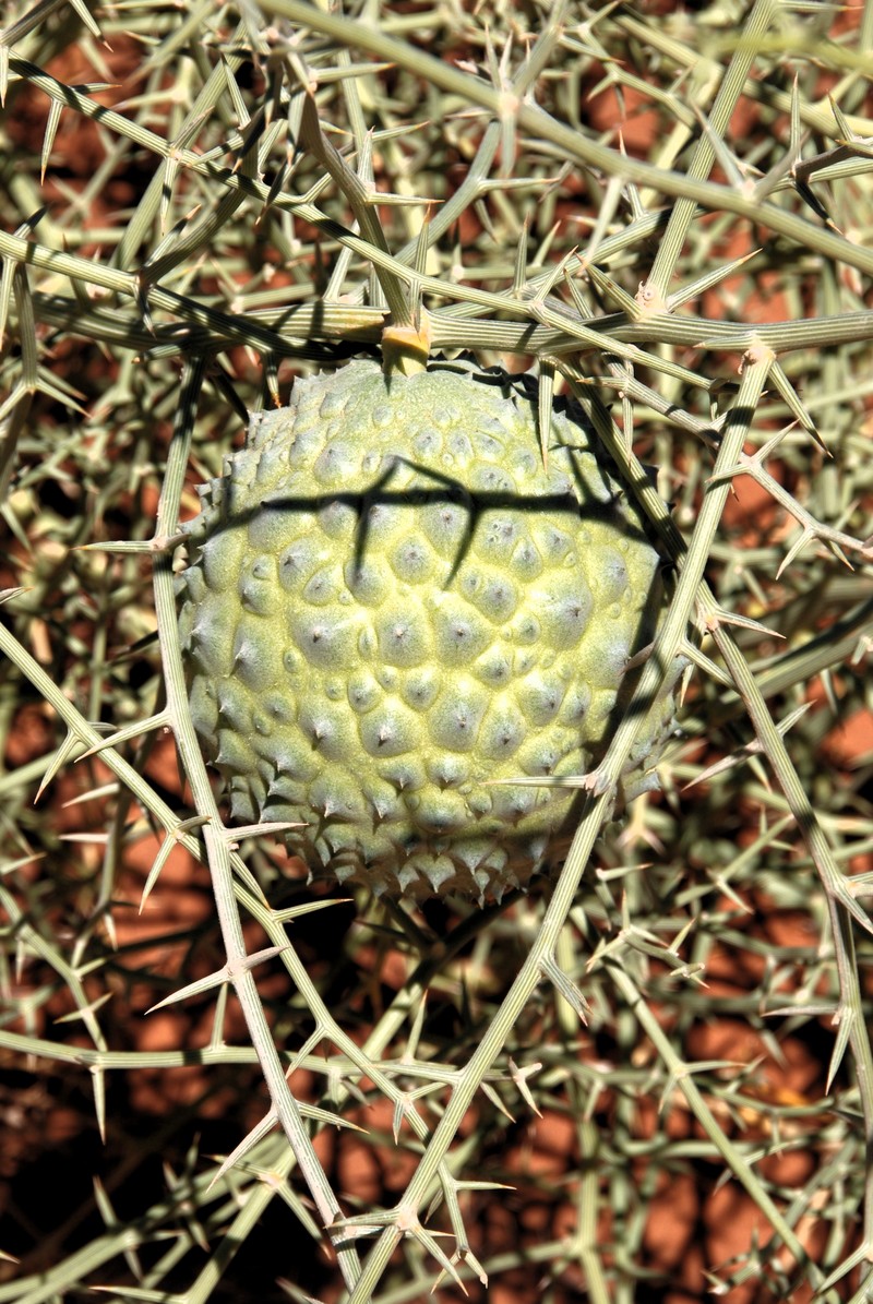 Acanthosicyos horridus photo 7