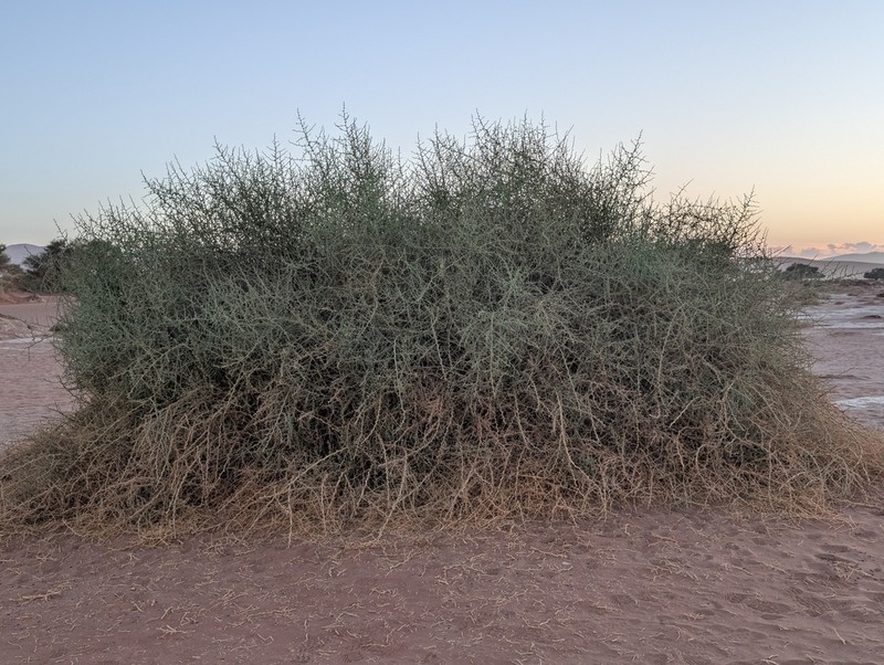 Acanthosicyos horridus photo 8
