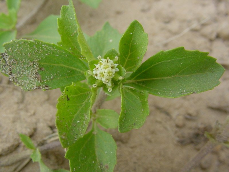 Paraguayan Starbur photo 3