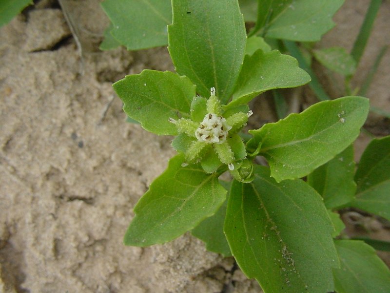 Paraguayan Starbur photo 6