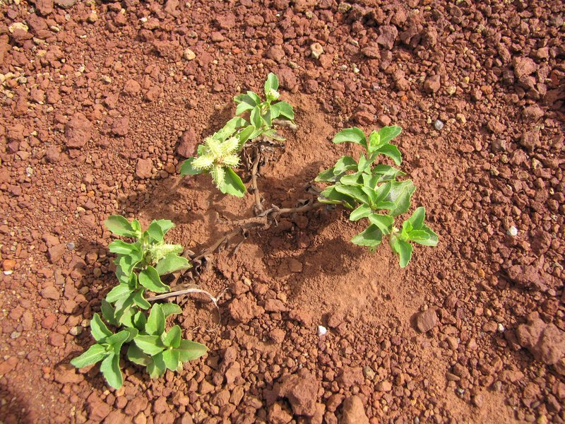 Paraguayan Starbur photo 8
