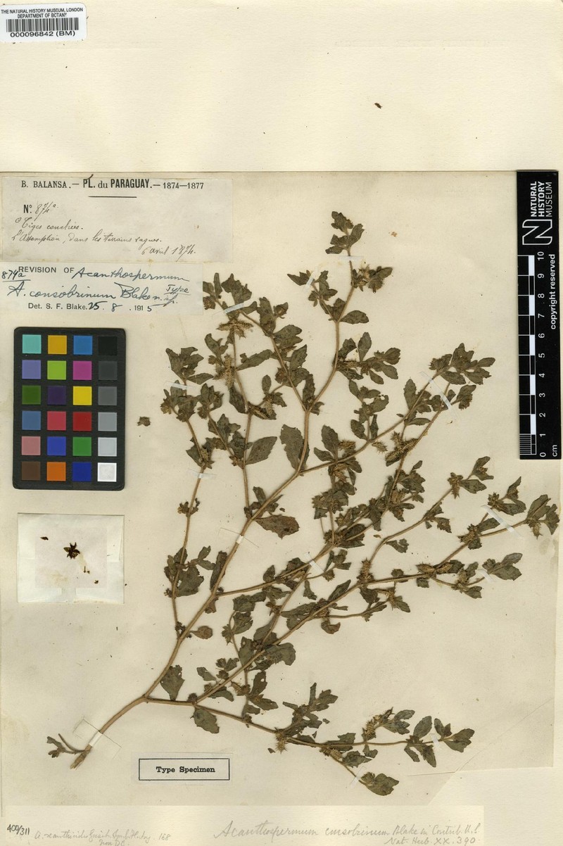 Acanthospermum consobrinum