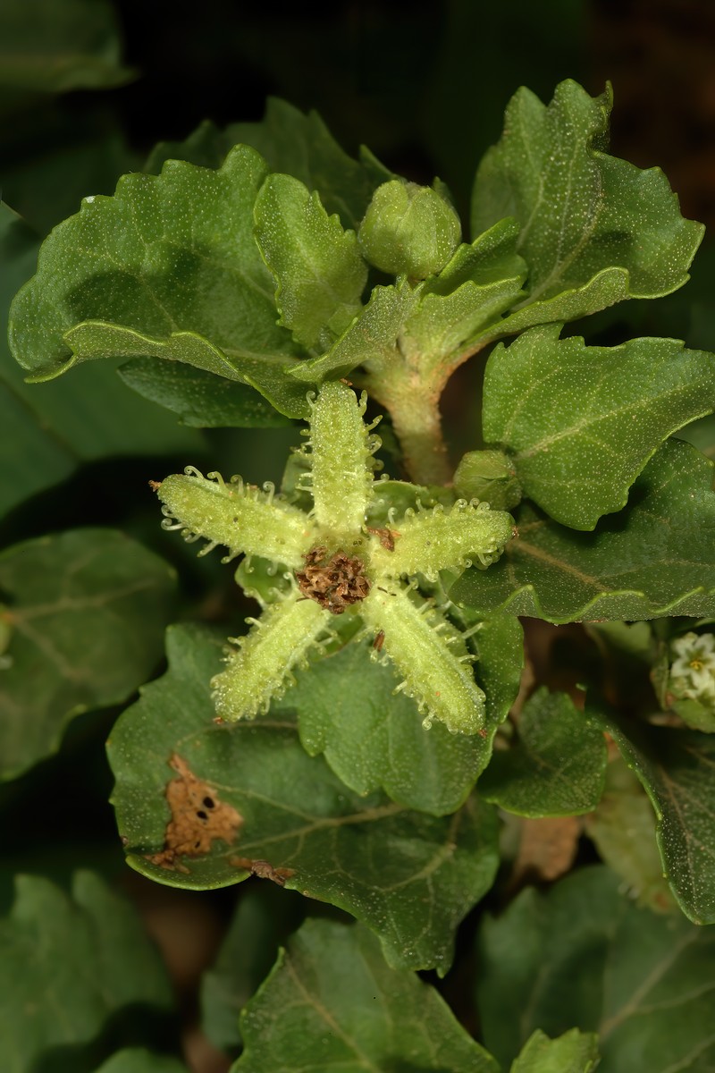 Acanthospermum glabratum